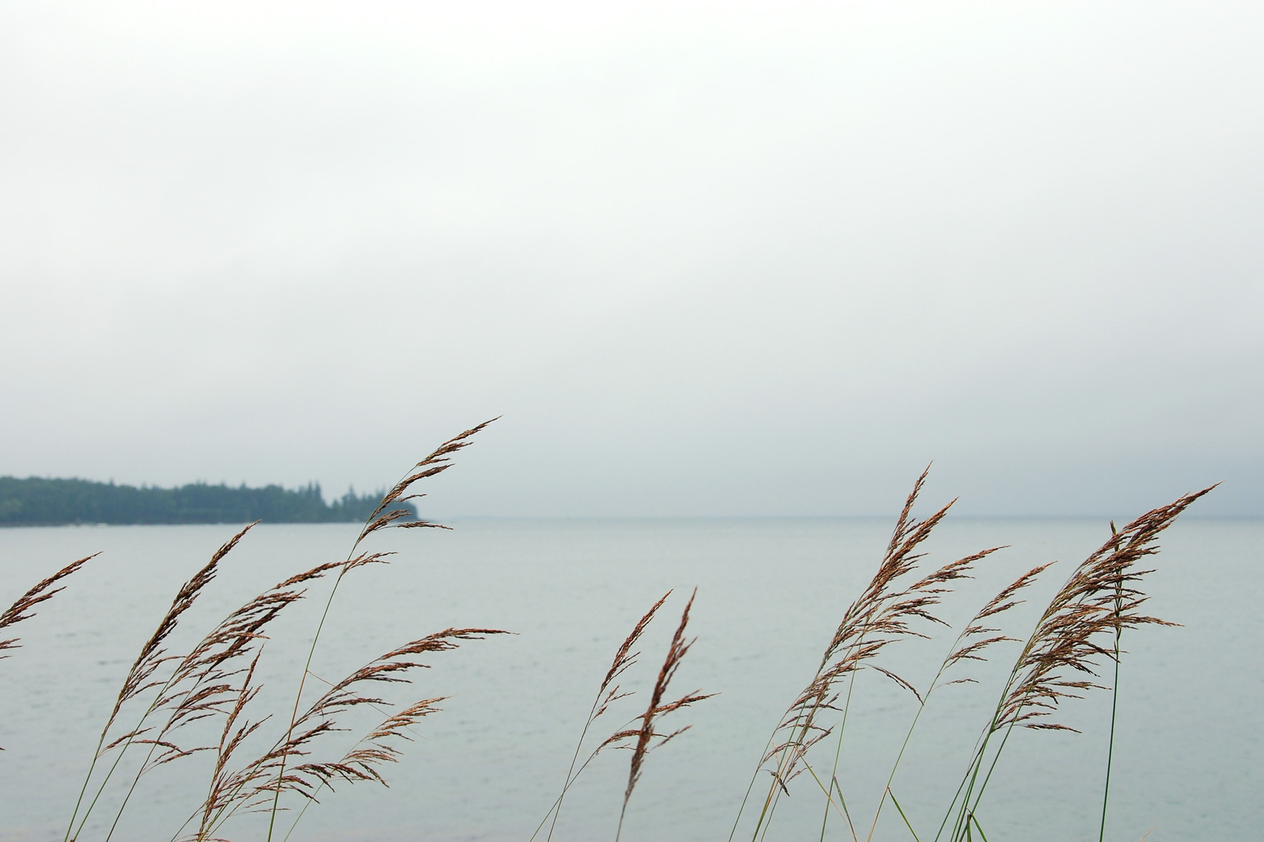 sea grass with horizon